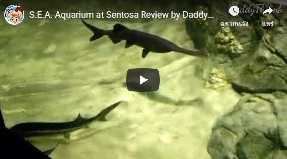 SEA Aquarium at Sentosa Review by DaddyThumb